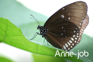 Anne-job